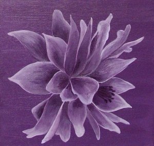 ancolie violette dim 40x40 non disponible