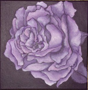 rose violette dim 40x40 non disponible
