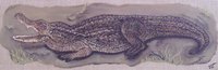 le crocodile dim 20x60 prix 70�