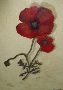 les coquelicots dim 40x30 non disponible