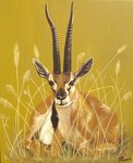 la gazelle de thomson "le repos" dim avec cadre  65x54 prix 240�